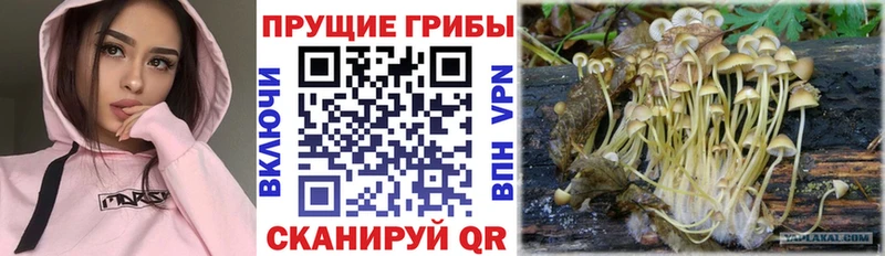 Псилоцибиновые грибы прущие грибы  Купить закладки  Камешково 